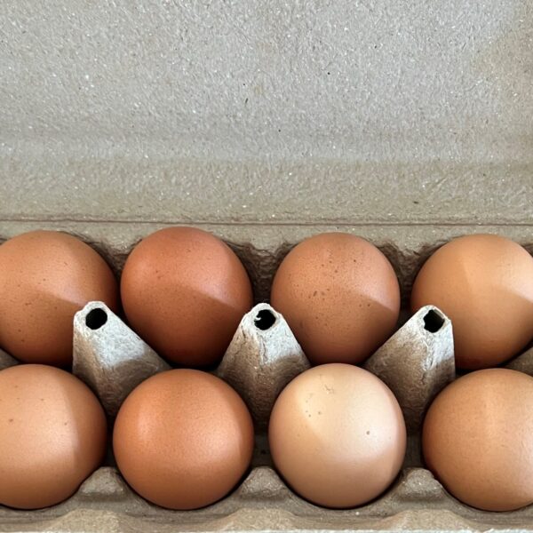 Cage Free x large Eggs 700gm 12 Pack