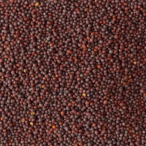 KT Mustard Seeds 500g