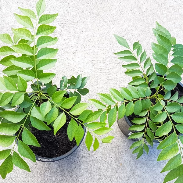 Curry Leaves Plant
