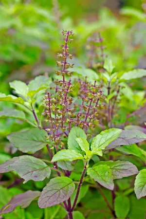 Tulsi Plant (Holy basil)