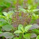 basil.webp